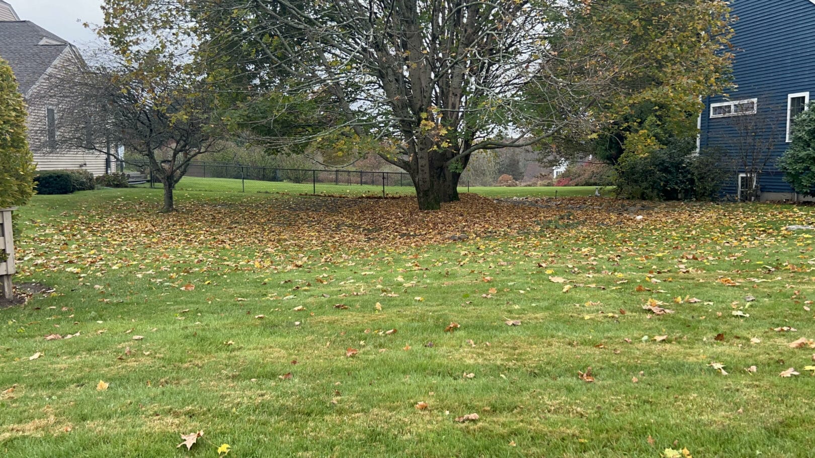 lawn-service-cleanup